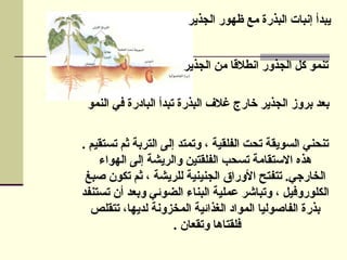 ‫الجذير‬ ‫ظهور‬ ‫مع‬ ‫البذرة‬ ‫إنبات‬ ‫يبدأ‬
‫الجذير‬ ‫من‬ ‫انطالقا‬ ‫الجذور‬ ‫كل‬ ‫تنمو‬
‫النمو‬ ‫في‬ ‫البادرة‬ ‫تبدأ‬ ‫البذرة‬ ‫غالف‬ ‫خارج‬ ‫الجذير‬ ‫بروز‬ ‫بعد‬
. ‫تستقيم‬ ‫ثم‬ ‫التربة‬ ‫إلى‬ ‫وتمتد‬ ، ‫الفلقية‬ ‫تحت‬ ‫السويقة‬ ‫تنحني‬
‫الهواء‬ ‫إلى‬ ‫والريشة‬ ‫الفلقتين‬ ‫تسحب‬ ‫االستقامة‬ ‫هذه‬
‫صبغ‬ ‫تكون‬ ‫ثم‬ ، ‫للريشة‬ ‫الجنينية‬ ‫األوراق‬ ‫تتفتح‬ .‫الخارجي‬
‫تستنفد‬ ‫أن‬ ‫وبعد‬ ‫الضوئي‬ ‫البناء‬ ‫عملية‬ ‫وتباشر‬ ، ‫الكلوروفيل‬
‫تتقلص‬ ،‫لديها‬ ‫المخزونة‬ ‫الغذائية‬ ‫المواد‬ ‫الفاصوليا‬ ‫بذرة‬
‫وتقعان‬ ‫فلقتاها‬
.
 