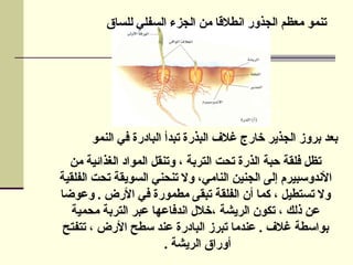 ‫من‬ ‫الغذائية‬ ‫المواد‬ ‫وتنقل‬ ، ‫التربة‬ ‫تحت‬ ‫الذرة‬ ‫حبة‬ ‫فلقة‬ ‫تظل‬
‫الفلقية‬ ‫تحت‬ ‫السويقة‬ ‫تنحني‬ ‫وال‬ ،‫النامي‬ ‫الجنين‬ ‫إلى‬ ‫األندوسبيرم‬
‫وعوضا‬ . ‫األرض‬ ‫في‬ ‫مطمورة‬ ‫تبقى‬ ‫الفلقة‬ ‫أن‬ ‫كما‬ ، ‫تستطيل‬ ‫وال‬
‫الريشة‬ ‫تكون‬ ، ‫ذلك‬ ‫عن‬
،
‫محمية‬ ‫التربة‬ ‫عبر‬ ‫اندفاعها‬ ‫خالل‬
‫تتفتح‬ ، ‫األرض‬ ‫سطح‬ ‫عند‬ ‫البادرة‬ ‫تبرز‬ ‫عندما‬ . ‫غالف‬ ‫بواسطة‬
‫الريشة‬ ‫أوراق‬
.
‫للساق‬ ‫السفلي‬ ‫الجزء‬ ‫من‬ ‫انطالقا‬ ‫الجذور‬ ‫معظم‬ ‫تنمو‬
‫النمو‬ ‫في‬ ‫البادرة‬ ‫تبدأ‬ ‫البذرة‬ ‫غالف‬ ‫خارج‬ ‫الجذير‬ ‫بروز‬ ‫بعد‬
 