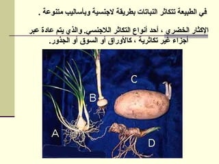 . ‫متنوعة‬ ‫وبأساليب‬ ‫الجنسية‬ ‫بطريقة‬ ‫النباتات‬ ‫تتكاثر‬ ‫الطبيعة‬ ‫في‬
‫عبر‬ ‫عادة‬ ‫يتم‬ ‫والذي‬ .‫الالجنسي‬ ‫التكاثر‬ ‫أنواع‬ ‫أحد‬ ، ‫الخضري‬ ‫اإلكثار‬
.‫الجذور‬ ‫أو‬ ‫السوق‬ ‫أو‬ ‫كاألوراق‬ ، ‫تكاثرية‬ ‫غير‬ ‫أجزاء‬
 