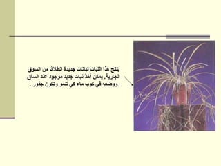 ‫السوق‬ ‫من‬ ً
‫ا‬‫انطالق‬ ‫جديدة‬ ‫نباتات‬ ‫النبات‬ ‫هذا‬ ‫ينتج‬
‫الساق‬ ‫عند‬ ‫موجود‬ ‫جديد‬ ‫نبات‬ ‫أخذ‬ ‫يمكن‬ .‫الجارية‬
. ‫جذور‬ ‫وتكون‬ ‫تنمو‬ ‫كي‬ ‫ماء‬ ‫كوب‬ ‫في‬ ‫ووضعه‬
 