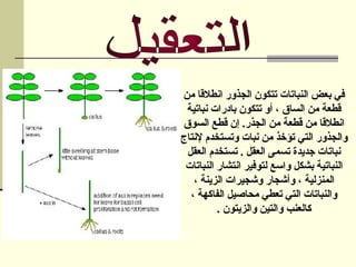 ‫من‬ ‫انطالقا‬ ‫الجذور‬ ‫تتكون‬ ‫النباتات‬ ‫بعض‬ ‫في‬
‫نباتية‬ ‫بادرات‬ ‫تتكون‬ ‫أو‬ ، ‫الساق‬ ‫من‬ ‫قطعة‬
‫السوق‬ ‫قطع‬ ‫إن‬ .‫الجذر‬ ‫من‬ ‫قطعة‬ ‫من‬ ‫انطالقا‬
‫إلنتاج‬ ‫وتستخدم‬ ‫نبات‬ ‫من‬ ‫تؤخذ‬ ‫التي‬ ‫والجذور‬
‫العقل‬ ‫تستخدم‬ . ‫العقل‬ ‫تسمى‬ ‫جديدة‬ ‫نباتات‬
‫النباتات‬ ‫انتشار‬ ‫لتوفير‬ ‫واسع‬ ‫بشكل‬ ‫النباتية‬
، ‫الزينة‬ ‫وشجيرات‬ ‫وأشجار‬ ، ‫المنزلية‬
، ‫الفاكهة‬ ‫محاصيل‬ ‫تعطي‬ ‫التي‬ ‫والنباتات‬
‫والزيتون‬ ‫والتين‬ ‫كالعنب‬
.
 