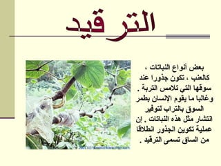 ، ‫النباتات‬ ‫أنواع‬ ‫بعض‬
‫عند‬ ‫جذورا‬ ‫تكون‬ ، ‫كالعنب‬
. ‫التربة‬ ‫تالمس‬ ‫التي‬ ‫سوقها‬
‫بطمر‬ ‫اإلنسان‬ ‫يقوم‬ ‫ما‬ ‫وغالبا‬
‫لتوفير‬ ‫بالتراب‬ ‫السوق‬
‫إن‬ . ‫النباتات‬ ‫هذه‬ ‫مثل‬ ‫انتشار‬
‫انطالقا‬ ‫الجذور‬ ‫تكوين‬ ‫عملية‬
‫الترقيد‬ ‫تسمى‬ ‫الساق‬ ‫من‬
.
 