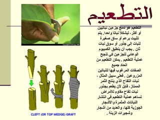 ‫نباتيين‬ ‫جزءين‬ ‫دمج‬ ‫هو‬ ‫التطعيم‬
‫يتم‬ .‫واحدا‬ ‫نباتا‬ ‫ليشكال‬ ،‫أكثر‬ ‫أو‬
‫صغيرة‬ ‫ساق‬ ‫أو‬ ‫برعم‬ ‫تثبيت‬
‫نبات‬ ‫سوق‬ ‫أو‬ ‫جذور‬ ‫إلى‬ ‫لنبات‬
‫الكمبيوم‬ ‫ينطبق‬ ‫أن‬ ‫يجب‬ . ‫ثان‬
‫تنجح‬ ‫كي‬ ‫للجزءين‬ ‫الوعائي‬
‫من‬ ‫التطعيم‬ ‫يمكن‬ . ‫التطعيم‬ ‫عملية‬
‫جميع‬ ‫اتحاد‬
‫للنباتين‬ ‫فيها‬ ‫المرغوب‬ ‫الصفات‬
، ‫المثال‬ ‫سبيل‬ ‫فعلى‬ . ‫المزروعين‬
‫الثمر‬ ‫ينتج‬ ‫الذي‬ ‫التفاح‬ ‫نبات‬
‫بجذور‬ ‫يطعم‬ ‫ألن‬ ‫قابل‬ ،‫الممتاز‬
‫لألمراض‬ ‫مقاوم‬ ‫تفاح‬ ‫نبات‬
‫انتشار‬ ‫في‬ ‫التطعيم‬ ‫عملية‬ ‫تساهم‬
‫واألشجار‬ ‫المثمرة‬ ‫النباتات‬
‫أشجار‬ ‫من‬ ‫والعديد‬ ،‫كلها‬ ‫الجوزية‬
‫الزينة‬ ‫وشجيرات‬
.
 