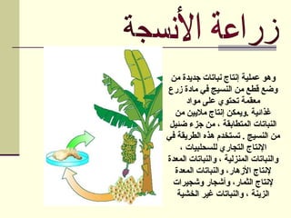 ‫من‬ ‫جديدة‬ ‫نباتات‬ ‫إنتاج‬ ‫عملية‬ ‫وهو‬
‫زرع‬ ‫مادة‬ ‫في‬ ‫النسيج‬ ‫من‬ ‫قطع‬ ‫وضع‬
‫مواد‬ ‫على‬ ‫تحتوي‬ ‫معقمة‬
‫غذائية‬
.
‫من‬ ‫ماليين‬ ‫إنتاج‬ ‫ويمكن‬
‫ضئيل‬ ‫جزء‬ ‫من‬ ، ‫المتطابقة‬ ‫النباتات‬
‫في‬ ‫الطريقة‬ ‫هذه‬ ‫تستخدم‬ . ‫النسيج‬ ‫من‬
، ‫للسحلبيات‬ ‫التجاري‬ ‫اإلنتاج‬
‫المعدة‬ ‫والنباتات‬ ، ‫المنزلية‬ ‫والنباتات‬
‫المعدة‬ ‫والنباتات‬ ،‫األزهار‬ ‫إلنتاج‬
‫وشجيرات‬ ‫وأشجار‬ ،‫الثمار‬ ‫إلنتاج‬
‫الخشية‬ ‫غير‬ ‫والنباتات‬ ، ‫الزينة‬
 