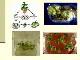 _fdrrfffffrrhggggaaddfghhhhhhhgggg (1).ppt