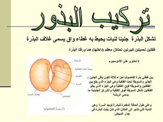 ‫البذرة‬ ‫غالف‬ ‫يسمى‬ ‫واق‬ ‫غطاء‬ ‫به‬ ‫يحيط‬ ‫لنبات‬ ‫جنينا‬ ‫البذرة‬ ‫تشكل‬
‫البذرة‬ ‫ورقتا‬ ‫هما‬ )‫(داخلها‬ ‫معظم‬ ‫تحتالن‬ ‫كبيرتين‬ ‫لحميتين‬ ‫فلقتين‬
‫األندوسبيرم‬ ‫على‬ ‫تحتوي‬ ‫ال‬
: ‫الجنين‬ ‫باقي‬ ‫تكون‬ ‫ثالثة‬ ‫أجزاء‬ ‫الفاصوليا‬ ‫بذرة‬ ‫فلقتي‬ ‫بين‬
‫بين‬ ‫يقع‬ ‫الذي‬ ‫الجزء‬ ‫وهي‬ ‫الفلقية‬ ‫تحت‬ ‫والسويقة‬ ‫الجذير‬
‫الفلقتين‬
‫يعلو‬ ‫الذي‬ ‫الجزء‬ ‫وهي‬ ‫الفلقية‬ ‫فوق‬ ‫والسويقة‬
‫تشكل‬ ‫الفلقتين‬
‫ما‬ ‫الجنينية‬ ‫واألوراق‬ ‫الفلقية‬ ‫فوق‬ ‫السويقة‬
‫الريشة‬ ‫يسمى‬
‫وهي‬ ‫السرة‬ ‫توجد‬ ‫للبادرة‬ ‫المقعرة‬ ‫الحافة‬ ‫طول‬ ‫وعلى‬
‫في‬ ‫البذرة‬ ‫يثبت‬ ‫كان‬ ‫الذي‬ ‫المكان‬ ‫إلى‬ ‫تشير‬ ‫التي‬ ‫الندبة‬
‫المبيض‬ ‫جدار‬
 