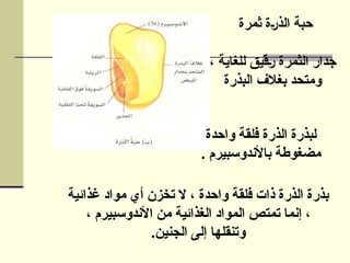 ‫ثمرة‬ ‫الذرة‬ ‫حبة‬
، ‫للغاية‬ ‫رقيق‬ ‫الثمرة‬ ‫جدار‬
‫البذرة‬ ‫بغالف‬ ‫ومتحد‬
‫واحدة‬ ‫فلقة‬ ‫الذرة‬ ‫لبذرة‬
. ‫باألندوسبيرم‬ ‫مضغوطة‬
‫غذائية‬ ‫مواد‬ ‫أي‬ ‫تخزن‬ ‫ال‬ ، ‫واحدة‬ ‫فلقة‬ ‫ذات‬ ‫الذرة‬ ‫بذرة‬
، ‫األندوسبيرم‬ ‫من‬ ‫الغذائية‬ ‫المواد‬ ‫تمتص‬ ‫إنما‬ ،
‫الجنين‬ ‫إلى‬ ‫وتنقلها‬
.
 