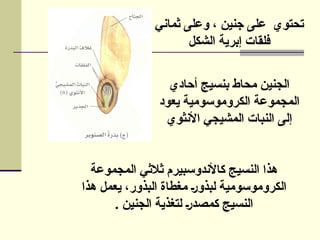 ‫ثماني‬ ‫وعلى‬ ، ‫جنين‬ ‫على‬ ‫تحتوي‬
‫الشكل‬ ‫إبرية‬ ‫فلقات‬
‫أحادي‬ ‫بنسيج‬ ‫محاط‬ ‫الجنين‬
‫يعود‬ ‫الكروموسومية‬ ‫المجموعة‬
‫األنثوي‬ ‫المشيجي‬ ‫النبات‬ ‫إلى‬
‫المجموعة‬ ‫ثالثي‬ ‫كاألندوسبيرم‬ ‫النسيج‬ ‫هذا‬
‫هذا‬ ‫يعمل‬ ،‫البذور‬ ‫مغطاة‬ ‫لبذور‬ ‫الكروموسومية‬
. ‫الجنين‬ ‫لتغذية‬ ‫كمصدر‬ ‫النسيج‬
 