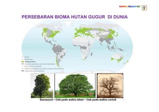 PERSEBARAN BIOMA HUTAN GUGUR DI DUNIA
 