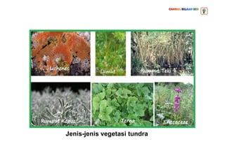 Jenis-jenis vegetasi tundra
 