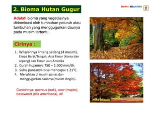 2. Bioma Hutan Gugur
Cirinya :
Adalah bioma yang vegetasinya
didominasi oleh tumbuhan peluruh atau
tumbuhan yang menggugurkan daunya
pada musim tertentu.
1. Wilayahnya lintang sedang (4 musim).
Eropa Barat/Tengah, Asia Timur (Korea dan
Eropa Barat/Tengah, Asia Timur (Korea dan
Jepang) dan Timur Laut Amerika
2. Curah hujannya 750 – 1.000 mm/th.
3. Suhu panasnya bisa mencapai ± 21°C.
4. Menghijau di musim panas dan
menggugurkan daunnya(musim dingin)..
Contohnya: quercus (oak), acer (maple),
basswood (tilia americana), dll
 