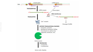 1. Metabolism, central metabolism and regulation of metabolic pathways ...