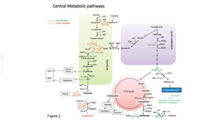 1. Metabolism, central metabolism and regulation of metabolic pathways ...