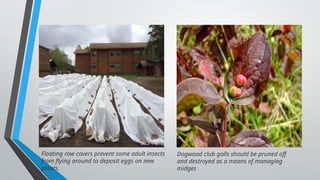 Floating row covers prevent some adult insects
from flying around to deposit eggs on new
plants.
Dogwood club galls should be pruned off
and destroyed as a means of managing
midges
 
