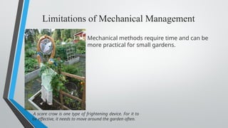 Limitations of Mechanical Management
Mechanical methods require time and can be
more practical for small gardens.
A scare crow is one type of frightening device. For it to
be effective, it needs to move around the garden often.
 