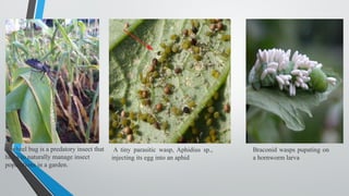 A wheel bug is a predatory insect that
helps to naturally manage insect
populations in a garden.
A tiny parasitic wasp, Aphidius sp.,
injecting its egg into an aphid
Braconid wasps pupating on
a hornworm larva
 