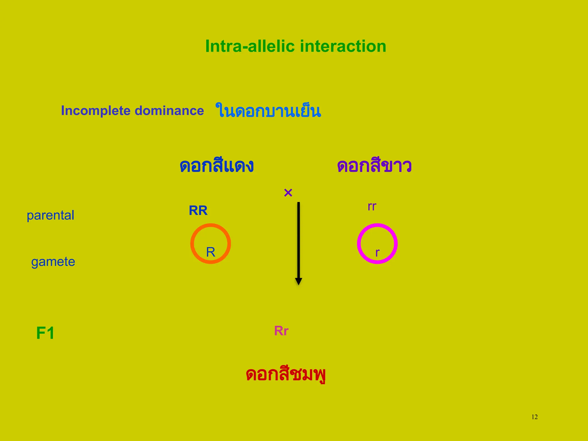 12
Intra-allelic interaction
Incomplete dominance ในดอกบานเย็น
parental
gamete
F1
RR rr
×
ดอกสีแดง ดอกสีขาว
R r
Rr
ดอกสีชมพู
 