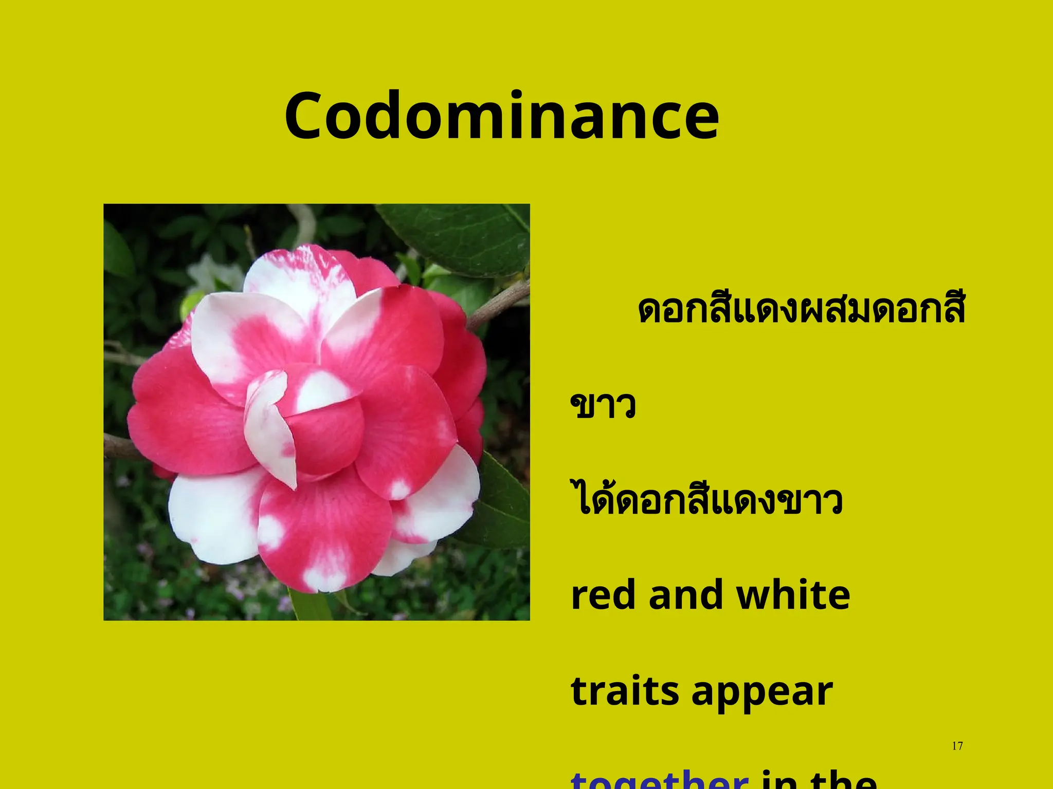 Codominance
17
ดอกสีแดงผสมดอกสี
ขาว
ได้ดอกสีแดงขาว
red and white
traits appear
 