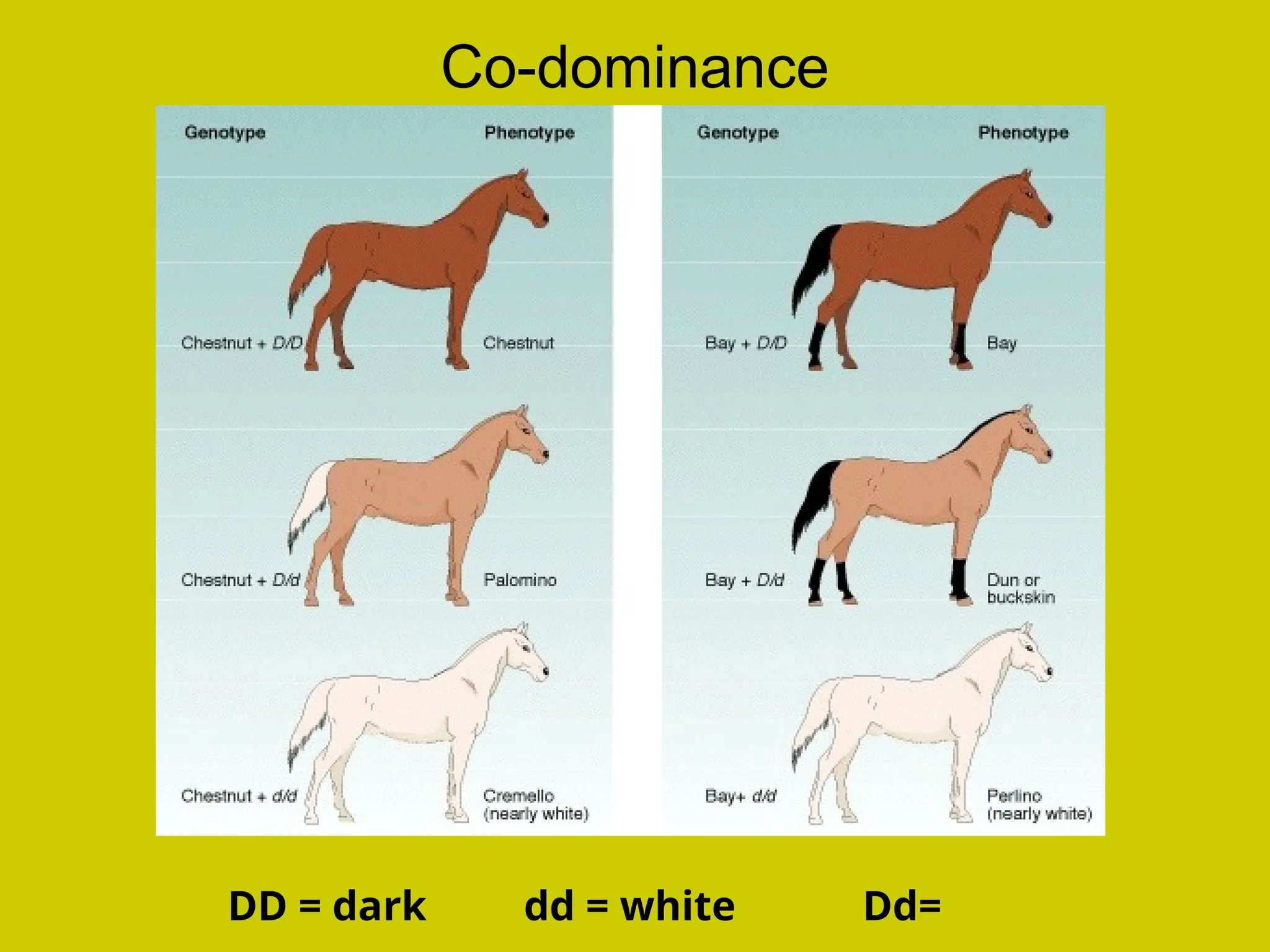 Co-dominance
DD = dark dd = white Dd=
 