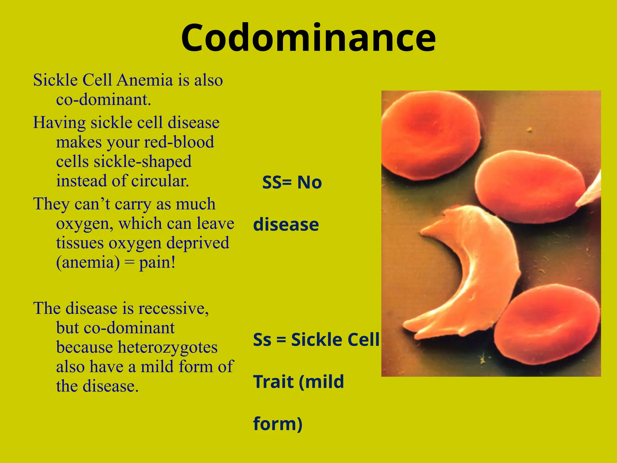 Codominance
Sickle Cell Anemia is also
co-dominant.
Having sickle cell disease
makes your red-blood
cells sickle-shaped
instead of circular.
They can’t carry as much
oxygen, which can leave
tissues oxygen deprived
(anemia) = pain!
The disease is recessive,
but co-dominant
because heterozygotes
also have a mild form of
the disease.
SS= No
disease
Ss = Sickle Cell
Trait (mild
form)
 