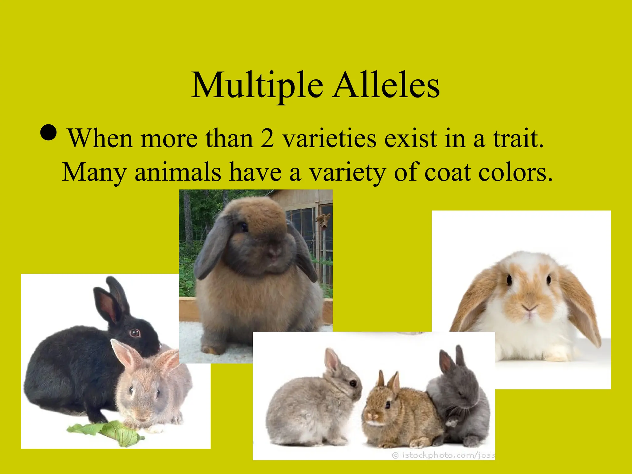 Multiple Alleles
When more than 2 varieties exist in a trait.
Many animals have a variety of coat colors.
 