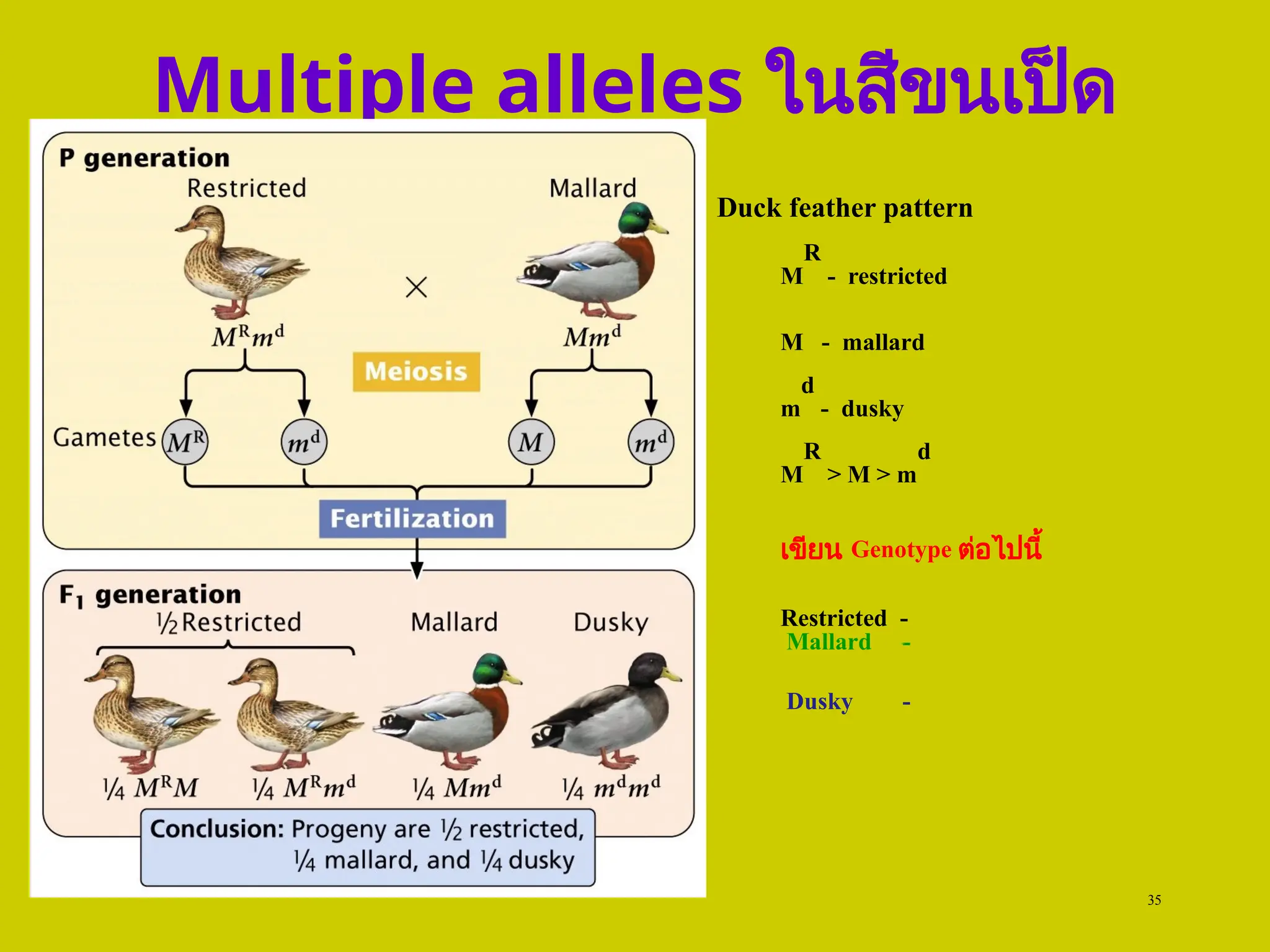 Multiple alleles ในสีขนเป็ด
35
Duck feather pattern
M
R
- restricted
M - mallard
m
d
- dusky
M
R
> M > m
d
เขียน Genotype ต่อไปนี้
Restricted -
Mallard -
Dusky -
 