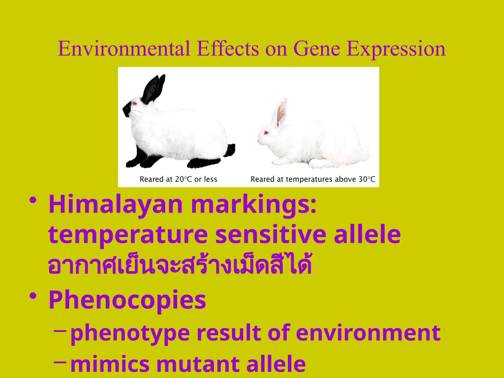 Environmental Effects on Gene Expression
• Himalayan markings:
temperature sensitive allele
อากาศเย็นจะสร้างเม็ดสีได้
• Phenocopies
–phenotype result of environment
–mimics mutant allele
 