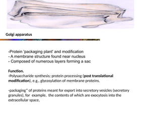 Golgi apparatus
-Protein 'packaging plant' and modification
- A membrane structure found near nucleus
- Composed of numerous layers forming a sac
Function.
-Polysaccharide synthesis; protein processing (post translational
modification), e.g., glycosylation of membrane proteins.
-packaging” of proteins meant for export into secretory vesicles (secretory
granules), for example, the contents of which are exocytosis into the
extracellular space,
 