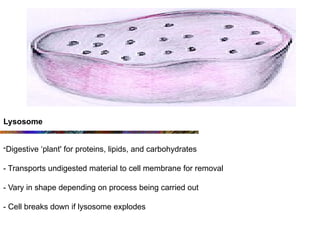 -Digestive ‘plant' for proteins, lipids, and carbohydrates
- Transports undigested material to cell membrane for removal
- Vary in shape depending on process being carried out
- Cell breaks down if lysosome explodes
Lysosome
 