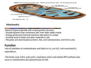 Mitochondria
-Second largest organelle with unique genetic structure
- Double-layered outer membrane with inner folds called cristae
- Energy-producing chemical reactions take place on cristae
- Controls level of water and other materials in cell
- Recycles and decomposes proteins, fats, and carbohydrates, and forms urea.
Function
-site of oxidation of carbohydrates and lipids to CO2 and H2O and associated O2
expenditure.
-The Krebs cycle (citric acid cycle), respiratory chain and related ATP synthesis also
occur in mitochondria aka (powerhouse of cell)
 