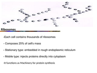 Ribosomes
-Each cell contains thousands of ribosomes
- Composes 25% of cell's mass
- Stationary type: embedded in rough endoplasmic reticulum
- Mobile type: injects proteins directly into cytoplasm
-It functions as Machinery for protein synthesis
 
