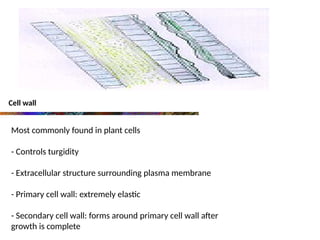 Cell wall
Most commonly found in plant cells
- Controls turgidity
- Extracellular structure surrounding plasma membrane
- Primary cell wall: extremely elastic
- Secondary cell wall: forms around primary cell wall after
growth is complete
 