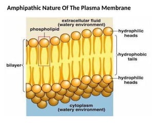 Amphipathic Nature Of The Plasma Membrane
 