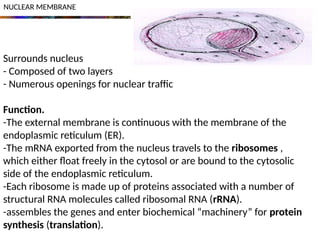 NUCLEAR MEMBRANE
Surrounds nucleus
- Composed of two layers
- Numerous openings for nuclear traffic
Function.
-The external membrane is continuous with the membrane of the
endoplasmic reticulum (ER).
-The mRNA exported from the nucleus travels to the ribosomes ,
which either float freely in the cytosol or are bound to the cytosolic
side of the endoplasmic reticulum.
-Each ribosome is made up of proteins associated with a number of
structural RNA molecules called ribosomal RNA (rRNA).
-assembles the genes and enter biochemical “machinery” for protein
synthesis (translation).
 