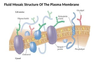 Fluid Mosaic Structure Of The Plasma Membrane
 