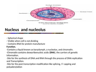 Nucleus and nucleolus
- Spherical shape
- Visible when cell is not dividing
- Contains RNA for protein manufacture
Function.
-Contains a liquid known as karyolymph, a nucleolus, and chromatin.
-Chromatin contains deoxyribonucleic acids (DNA), the carriers of genetic
information.
-Site for the synthesis of DNA and RNA through the process of DNA replication
and Transcription.
-Site for the post transcription modification like splicing, 5’ capping and
polyadenylation
 
