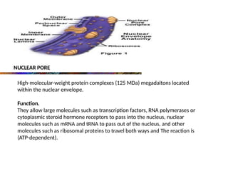 NUCLEAR PORE
High-molecular-weight protein complexes (125 MDa) megadaltons located
within the nuclear envelope.
Function.
They allow large molecules such as transcription factors, RNA polymerases or
cytoplasmic steroid hormone receptors to pass into the nucleus, nuclear
molecules such as mRNA and tRNA to pass out of the nucleus, and other
molecules such as ribosomal proteins to travel both ways and The reaction is
(ATP-dependent).
 