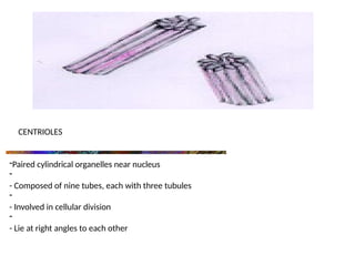 CENTRIOLES
-Paired cylindrical organelles near nucleus
-
- Composed of nine tubes, each with three tubules
-
- Involved in cellular division
-
- Lie at right angles to each other
 