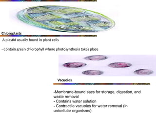 Chloroplasts
A plastid usually found in plant cells
- Contain green chlorophyll where photosynthesis takes place
Vacuoles
-Membrane-bound sacs for storage, digestion, and
waste removal
- Contains water solution
- Contractile vacuoles for water removal (in
unicellular organisms)
 