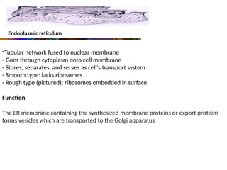 Endoplasmic reticulum
-Tubular network fused to nuclear membrane
- Goes through cytoplasm onto cell membrane
- Stores, separates, and serves as cell's transport system
- Smooth type: lacks ribosomes
- Rough type (pictured): ribosomes embedded in surface
Function
The ER membrane containing the synthesized membrane proteins or export proteins
forms vesicles which are transported to the Golgi apparatus.
 