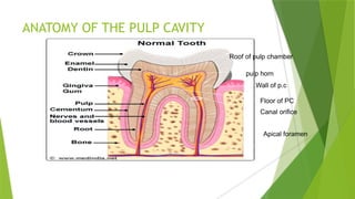 ANATOMY OF THE PULP CAVITY
pulp horn
Roof of pulp chamber
Wall of p.c
Floor of PC
Canal orifice
Apical foramen
 