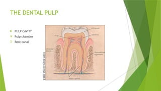 THE DENTAL PULP
 PULP CAVITY
 Pulp chamber
 Root canal
 