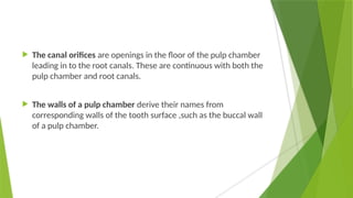  The canal orifices are openings in the floor of the pulp chamber
leading in to the root canals. These are continuous with both the
pulp chamber and root canals.
 The walls of a pulp chamber derive their names from
corresponding walls of the tooth surface ,such as the buccal wall
of a pulp chamber.
 