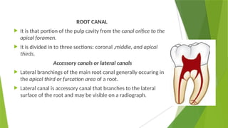 ROOT CANAL
 It is that portion of the pulp cavity from the canal orifice to the
apical foramen.
 It is divided in to three sections: coronal ,middle, and apical
thirds.
Accessory canals or lateral canals
 Lateral branchings of the main root canal generally occuring in
the apical third or furcation area of a root.
 Lateral canal is accessory canal that branches to the lateral
surface of the root and may be visible on a radiograph.
 
