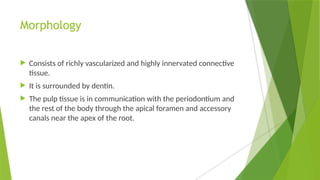 Morphology
 Consists of richly vascularized and highly innervated connective
tissue.
 It is surrounded by dentin.
 The pulp tissue is in communication with the periodontium and
the rest of the body through the apical foramen and accessory
canals near the apex of the root.
 