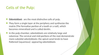 Cells of the Pulp:
 Odontoblast: are the most distinctive cells of pulp.
 They form a single layer at the periphery and synthesize the
matrix (The formative portion of a tooth or a nail), which
becomes mineralized and is called dentin.
 In the pulp chamber, odontoblasts are relatively large and
columnar. The cervical and mid-portions of the root demonstrate
more cuboidal odontoblasts: the apical canal tends to have
flattened (squamous) -appearing odontoblasts
 