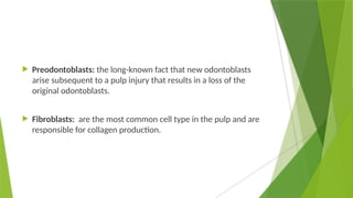  Preodontoblasts: the long-known fact that new odontoblasts
arise subsequent to a pulp injury that results in a loss of the
original odontoblasts.
 Fibroblasts: are the most common cell type in the pulp and are
responsible for collagen production.
 