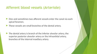 Afferent blood vessels (Arteriole)
 One and sometimes two afferent vessels enter the canal via each
apical foramen.
 These vessels are small branches of the dental artery.
 The dental artery is branch of the inferior alveolar artery, the
superior posterior alveolar artery or the infraorbital artery,
branches of the internal maxillary artery.
 