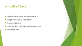 A – delta Fibers
 Myelinated (having a myelin sheath)
 Large diameter (2-5 microns)
 More peripheral
 Afferent fibers for pain and temperature
 Low threshold
 