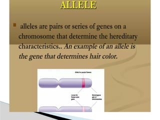 1. genetic-1.pptx introduction genetics 12 | PPTX